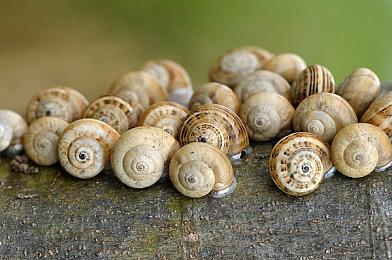 《艾尔登法环》官方漫画作者停更狂肝《黄金树幽影》